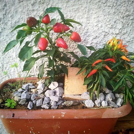 Alloggio per agriturismo Bioagrisalute Cancellara